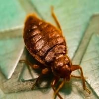 Bedbug Control Somers