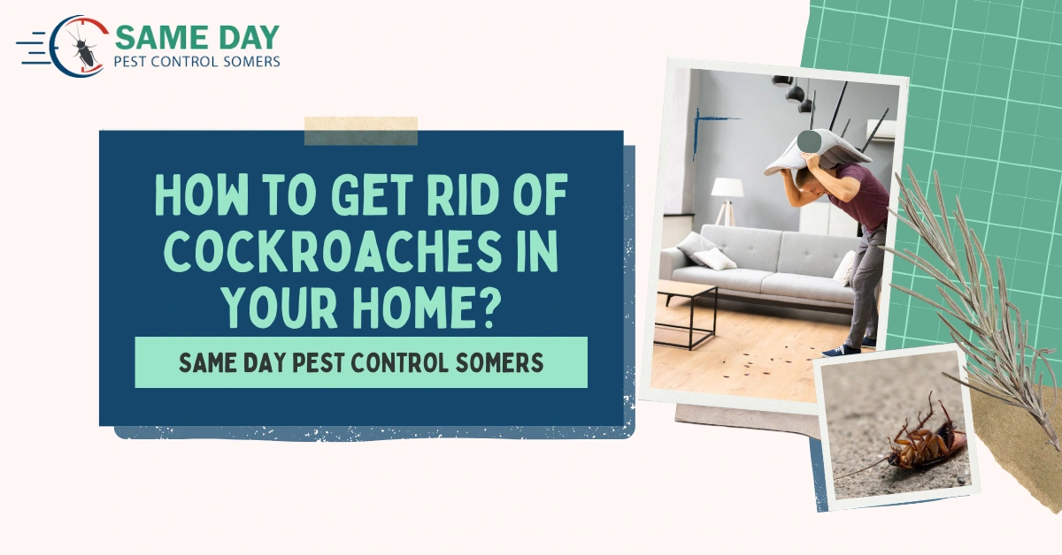 How to Get Rid of Cockroaches in Your Home